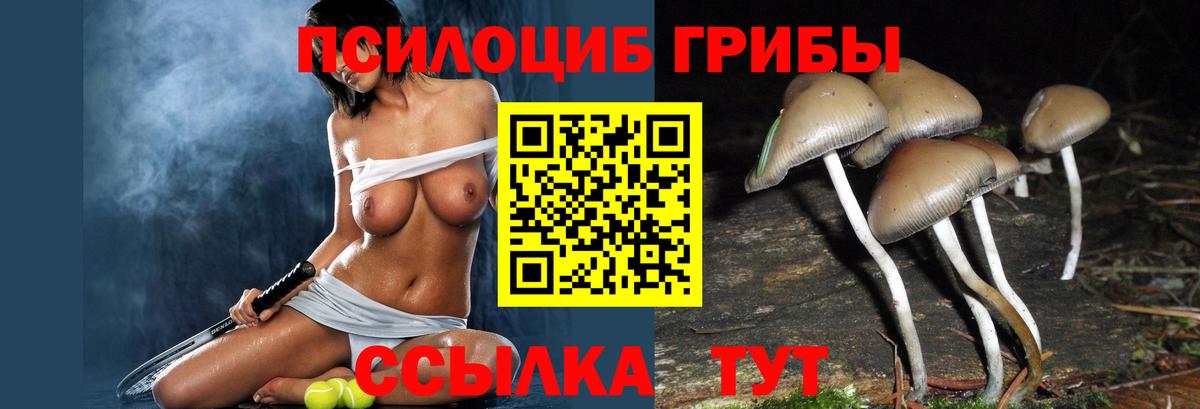 Галлюциногенные грибы Psilocybine cubensis Котлас